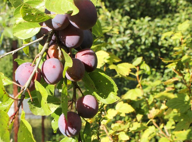 Самый приятный момент в уходе за сливой – созревание урожая. Однако собрать его нужно правильно.