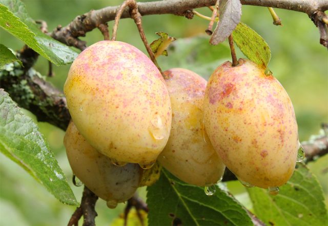 "Наташа" - среднеспелый, отчасти самоплодный, холодостойкий, скороплодный сорт.