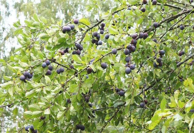 "Венгерка московская" – классика, проверенная временем (зарегистрирована в Госреестре с 1947 года).