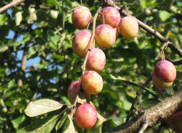 "Память Тимирязева" - один из наиболее красивых самоопыляемых сортов.