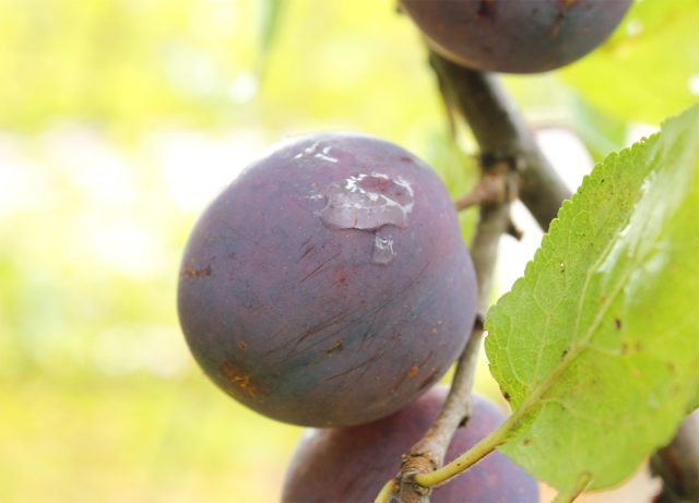 "Евразия-21" - сложный, раннеспелый, самобесплодный межвидовой гибрид, отличающийся повышенной зимостойкостью.