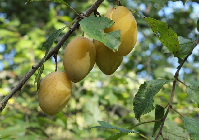Для Московской области и средней полосы "Очаковская жёлтая" - один из самых лучших, частично самоплодных сортов.