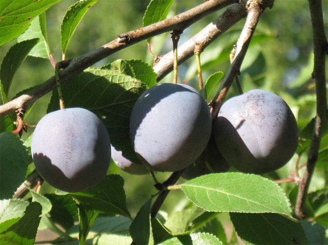"Тульская чёрная" - самоплодный, среднепоздний сорт народной селекции, найденный агрономом Г. Я. Серебро в Тульской области, за что и получил своё название.