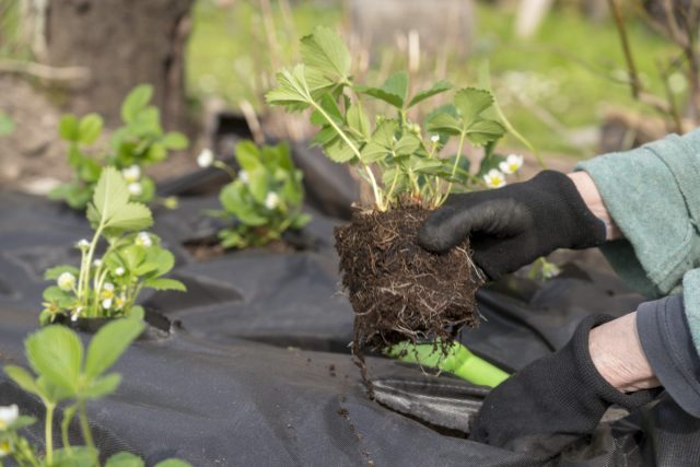 Крупноплодную садовую землянику (клубнику) рассадить или посадить новую. Раз в 4-5 лет плантации нужно обновлять.