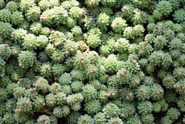 Как вырастить монантес — крошечный суккулент который вас покорит