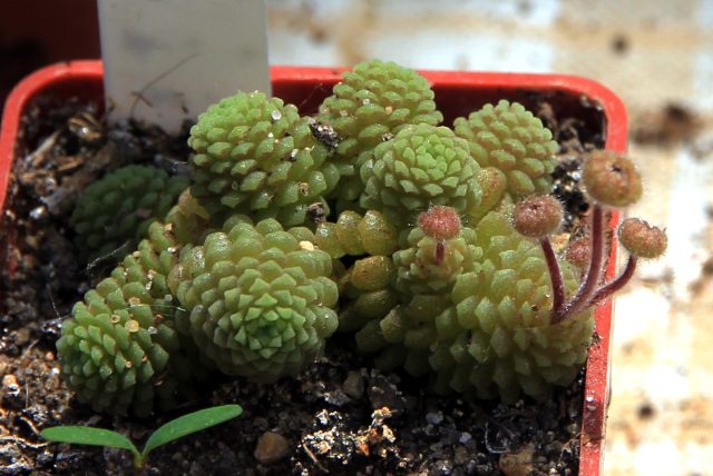 Для монантесов лучше всего подходят неглубокие, но широкие ёмкости.