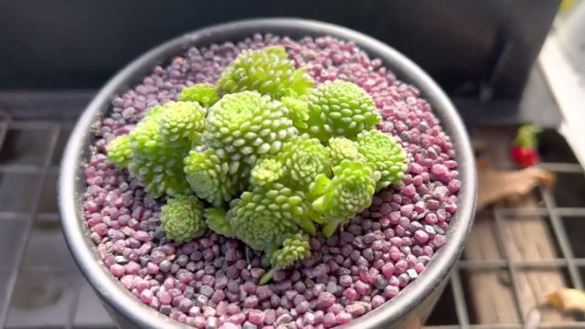 В отличие от многих других комнатных растений, монантес нуждается в максимальном освещении, и чем ярче свет, тем лучше он себя чувствует.