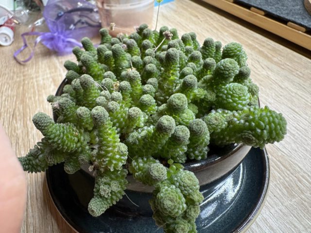 Главный принцип ухода за этим растением — лучше недолить, чем перелить. Поливать монантес следует только после полного просыхания грунта в горшке. Это правило является залогом успешного выращивания и защиты от гниения корней. Если кустик разросся, то лучше всего использовать нижний полив.