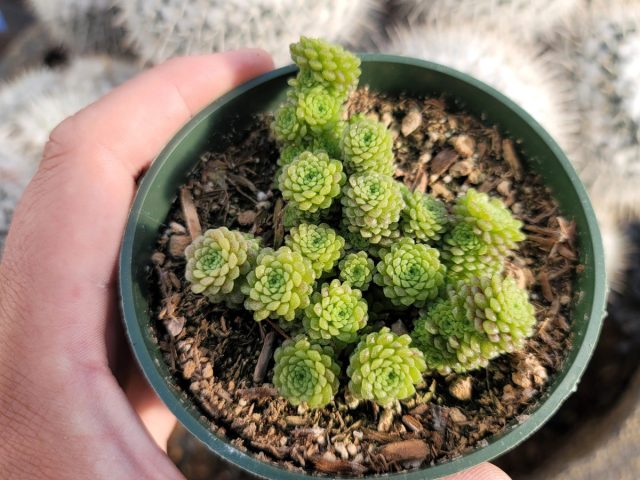 Единственный доступный способ размножения – отделение дочерних розеток, которые образуются у основания материнского растения.