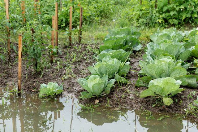 Опасности дождливого лета — как можно помочь огороду?