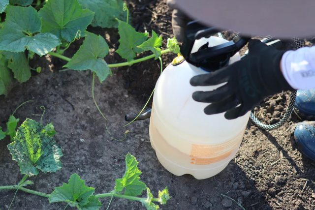 В начале лета, когда растения находятся в стадии активного роста, подкормки азотом лучше осуществлять по листу в перерывах между дождями, постаравшись выбрать день без осадков.