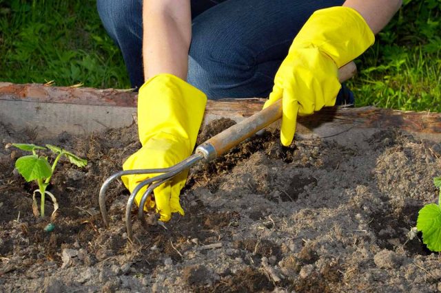 Очень важно обеспечить овощным культурам нормальное корневое дыхание. Для этого необходимо, как только прекращается дождь, регулярно рыхлить почву на грядках.