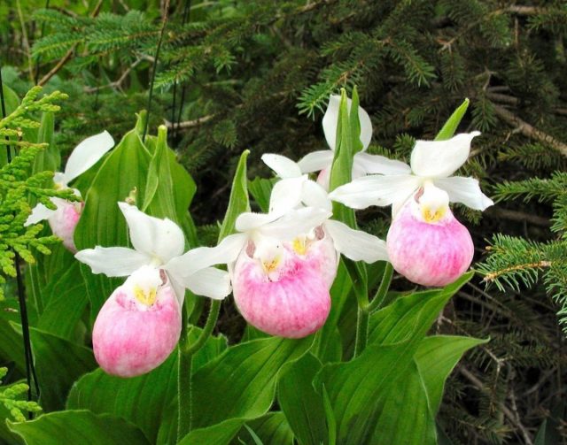 Циприпедиум (Cypripedium) популярен благодаря необычным цветкам, каждый из которых состоит из трёх листочков околоцветника и «мешочка» в форме башмачка.