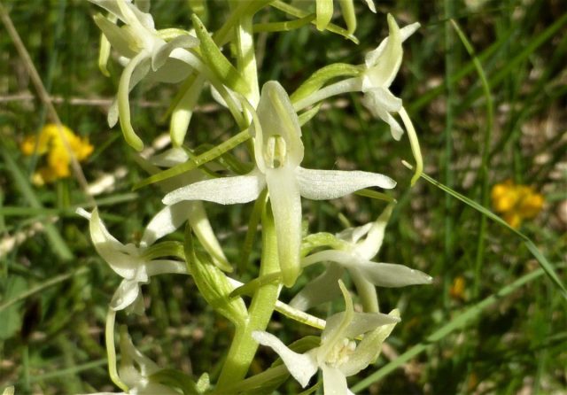 Платантера двулистная (Platanthera bifolia), широко известная как любка двулистная, — это клубневое геофитное растение семейства Орхидных.