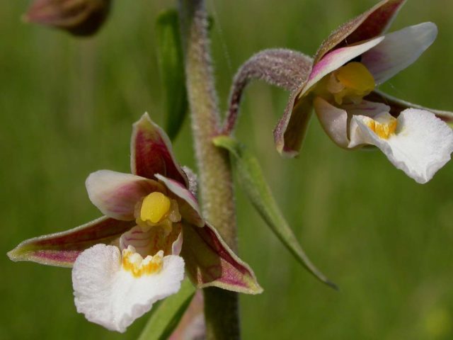 Дремлик болотный (Epipactis palustris) обычно встречается на почвах от нейтральных до сильно известковых.