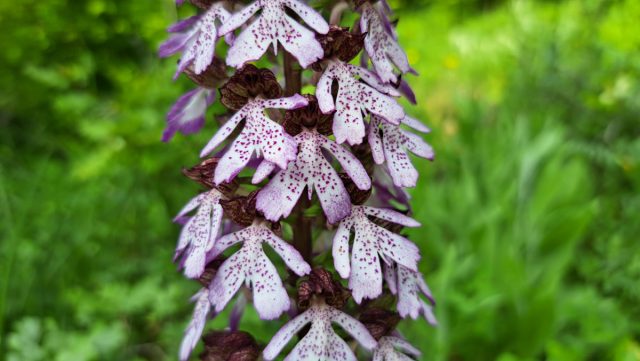 Яртышник достигает 30–100 сантиметров в высоту, а мясистые ярко-зелёные листья вырастают до 15 см в длину. 