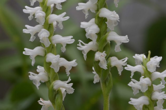 В природе скрученник поникший (Spiranthes cernua) произрастает в восточной части Соединённых Штатов.