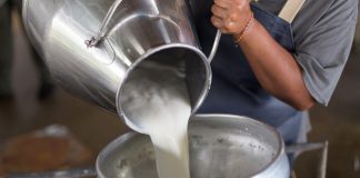 Откуда у коров столько молока? Тайна молочных ферм - Коровы, быки и другой крупный рогатый скот Откуда у коров столько молока? Тайна молочных ферм.