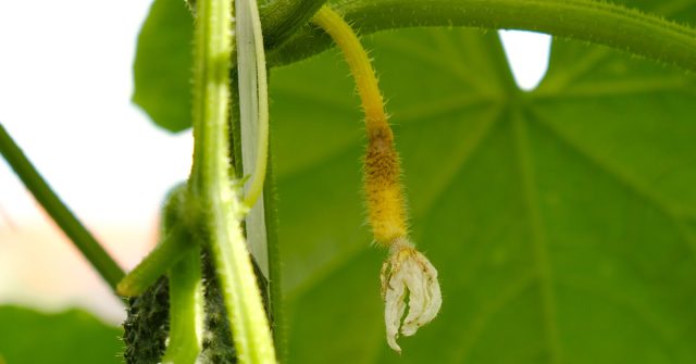 Почему опадают завязи у огурцов?
