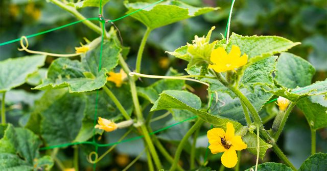 Неопылённые женские цветки не развиваются в плоды и со временем опадают.