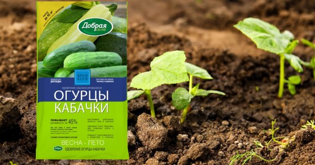 Основное питание кустам можно дать уже в начале сезона (при подготовке почвы или посадке) с помощью минерального удобрения Огурцы-кабачки Добрая сила с цеолитами.