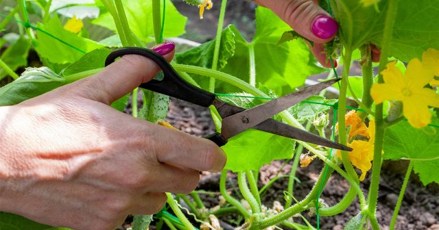 На каждом узле формируются пучки завязей, которые растения не в силах прокормить чисто физически.
