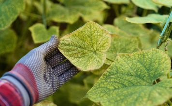 Почему желтеет листва огурцов? Спасаем урожай Почему желтеет листва огурцов? Спасаем урожай