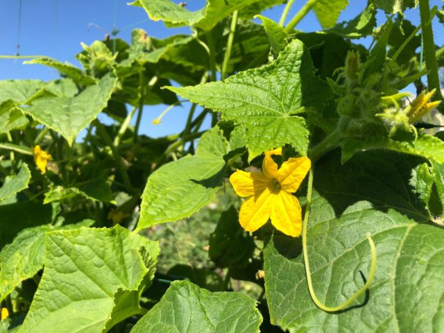 Огурцы прекрасно себя чувствуют при ярком освещении. Им требуется не менее 6–8 часов прямого солнечного света в день.