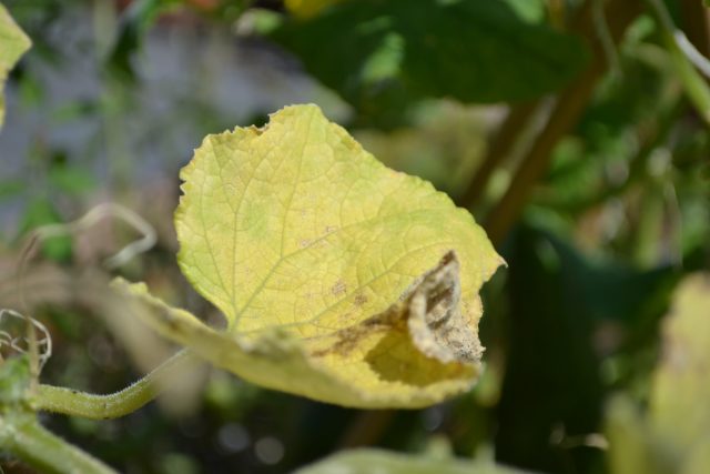 Если на улице гораздо холоднее или происходят резкие колебания показателей термометра, листья могут начать желтеть.