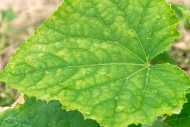 Еще один возможный недостаток питательных веществ, приводящих к пожелтению листьев - недостаток магния.