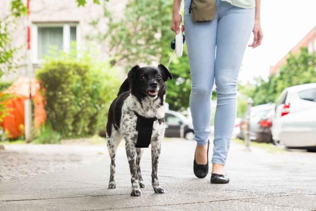 Лента или трос рулетки достаточно узкие и тонкие, и если собака в них запутается, это может привести к серьёзным травмам: ожогам, порезам, удушью и др.