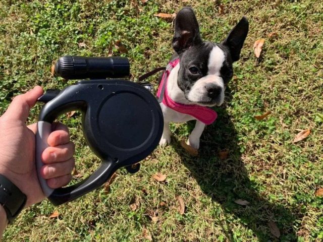 Если вдруг вам понадобится резко одёрнуть собаку и сейчас же вернуть её “к ноге”, это может быть крайне затруднительно и даже невозможно при использовании поводка-рулетки.