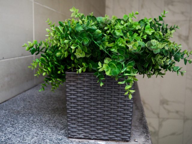 Растение великолепно переносит стрижку, долго держит декоративную форму. Его можно сформировать в виде фигур любой самой причудливой конфигурации или дерева бонсай, что выглядит в интерьере очень эффектно. Растение великолепно переносит стрижку, долго держит декоративную форму. Его можно сформировать в виде фигур любой самой причудливой конфигурации или дерева бонсай, что выглядит в интерьере очень эффектно.