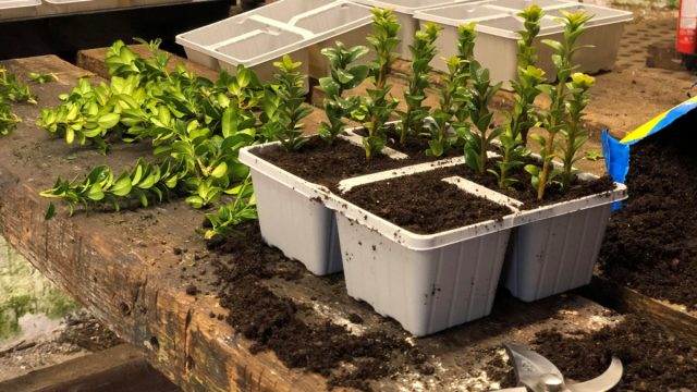 Самшит можно размножать семенами и отводками, но проще всего использовать метод черенкования. Самшит можно размножать семенами и отводками, но проще всего использовать метод черенкования.