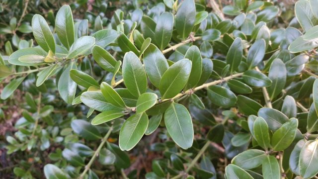 По сравнению с другими видами, самшит балеарский (Buxus balearica) быстрее растёт, поэтому великолепно подходит для создания топиарных фигур. По сравнению с другими видами, самшит балеарский (Buxus balearica) быстрее растёт, поэтому великолепно подходит для создания топиарных фигур.