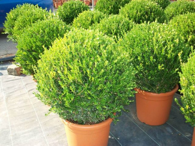 У самшита мелколистного (Buxus microphylla) плотная крона, листочки округлые или эллиптические, мелкие (0,5-2,5 см). У самшита мелколистного (Buxus microphylla) плотная крона, листочки округлые или эллиптические, мелкие (0,5-2,5 см).