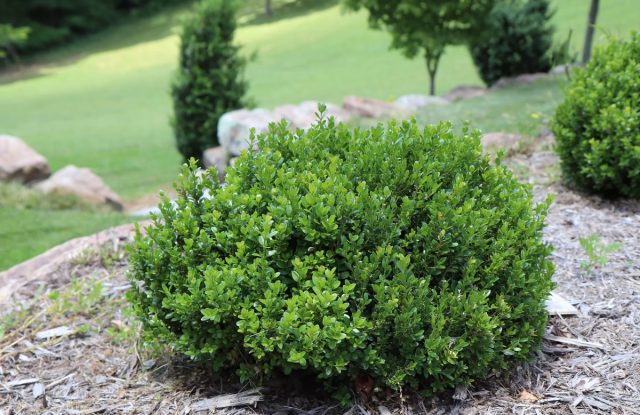 "Компакта" (Buxus microphylla 'Compacta') – один из лучших сортов мелколистного самшита для квартиры. "Компакта" (Buxus microphylla 'Compacta') – один из лучших сортов мелколистного самшита для квартиры.