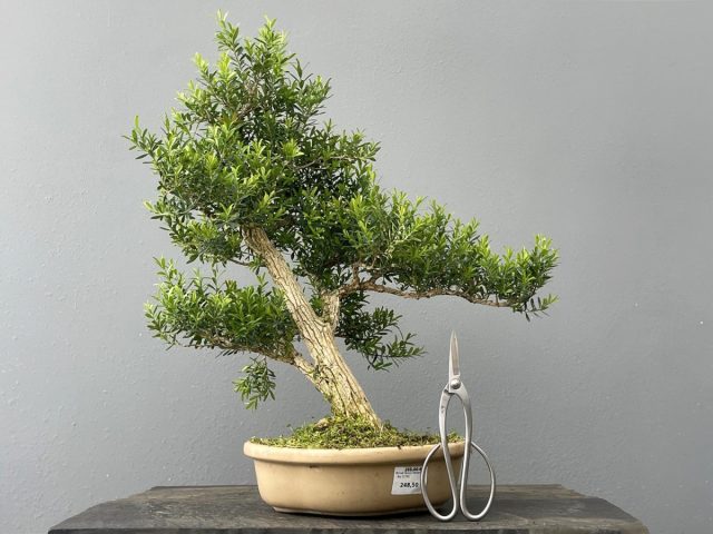 У самшита Гарланда (Buxus harlandii) светло-бежевый ствол, испещренный глубокими, вертикальными бороздами. У самшита Гарланда (Buxus harlandii) светло-бежевый ствол, испещренный глубокими, вертикальными бороздами.