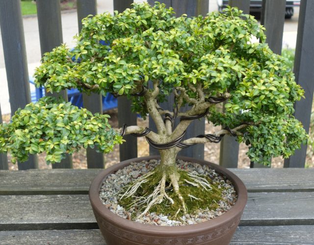 Именно благодаря обрезке самшит приобретает декоративный вид. Проводить процедуру лучше в начале лета, в третьей декаде июня. Именно благодаря обрезке самшит приобретает декоративный вид. Проводить процедуру лучше в начале лета, в третьей декаде июня.