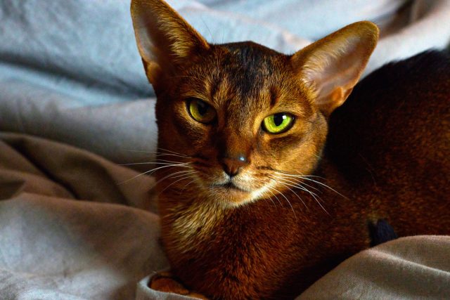 Планируете кошку? 10 своенравных пород с которыми вам будет сложно