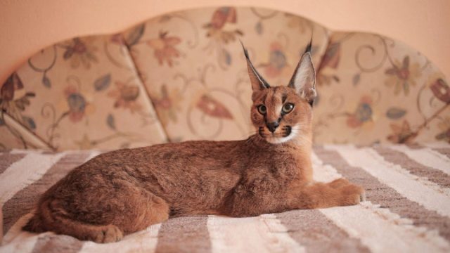 На первом месте топа расположилась “домашняя рысь” под названием каракет. Это гибрид дикого каракала (степной рыси) и домашней кошки. Они привязываются к одному хозяину, с осторожностью относятся к незнакомцам и в случае опасности отважно защищают свою территорию.