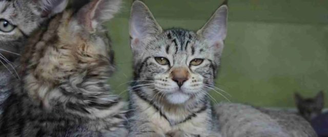 Пиксибоб был выведен путём скрещивания диких кошек с неизвестным набором генов, хотя считается, что в его прародителях были рыси. Поэтому внешне эти котики действительно очень похожи на рысей.