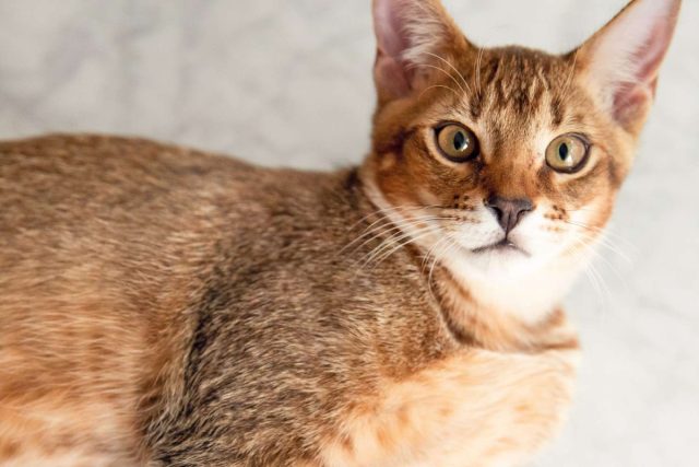 В выведении чаузи поучаствовал дикий камышовый кот. В результате получилась очень экстравагантная порода с внешностью и грацией дикой кошки и подходящим для содержания дома характером.