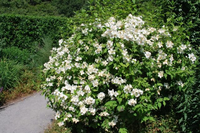 Кустарники, цветущие весной, обрезать понадобится после цветения, чем скорее, тем лучше. Кустарники, цветущие весной, обрезать понадобится после цветения, чем скорее, тем лучше.