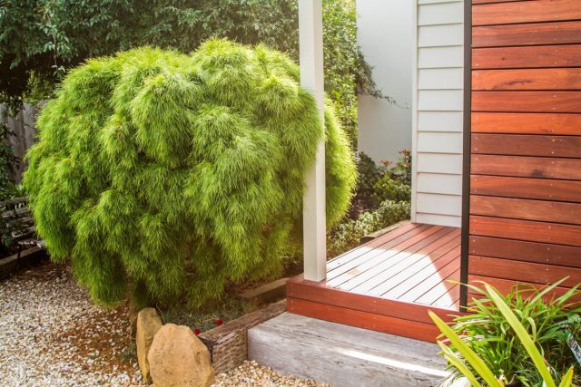 Очень красиво смотрятся фонтанообразные кустарники, сформировать такой может каждый, ничего сложного. Очень красиво смотрятся фонтанообразные кустарники, сформировать такой может каждый, ничего сложного.