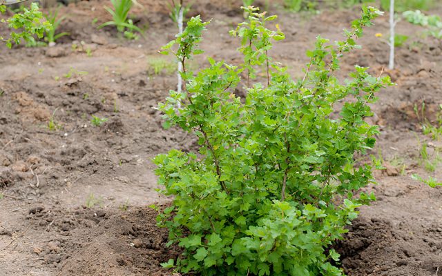 Для «хорошего старта» обеспечьте молодой кустик полезными веществами. 
