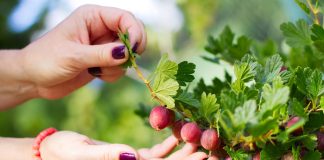 Секрет крупных ягод крыжовника — как добиться обильного урожая? - Ягодник Секрет крупных ягод крыжовника — как добиться обильного урожая?