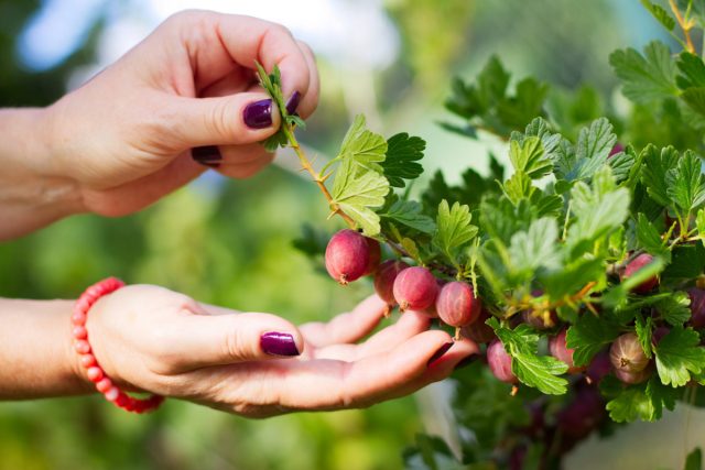 Секрет крупных ягод крыжовника — как добиться обильного урожая?