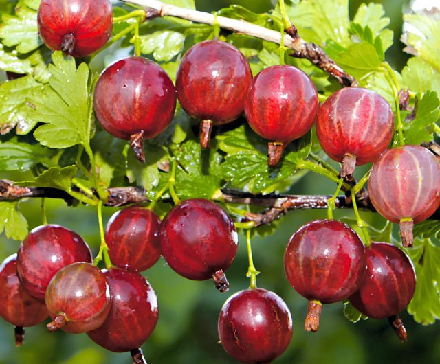 "Колобок" - среднеспелый сорт с хорошим иммунитетом. После суровых зим восстанавливается быстро. 