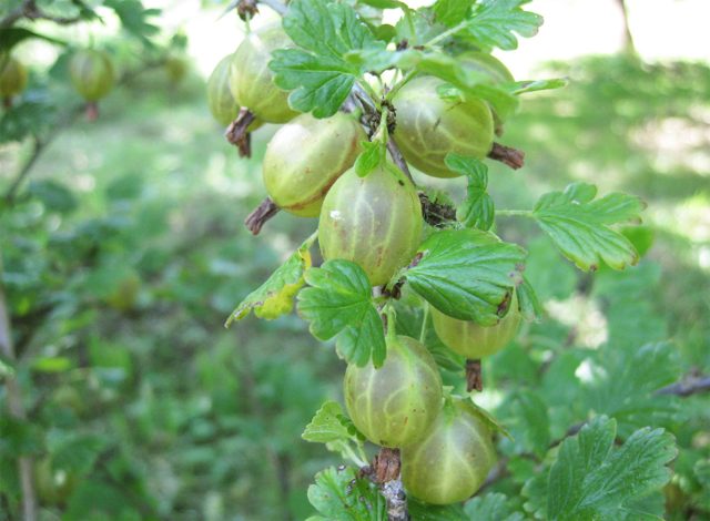 "Русский жёлтый" - среднеспелый сорт, зимостойкий, достаточно устойчивый к болезням и вредителям.